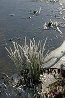 Cjp_2010_01_31_114632 (2).jpg